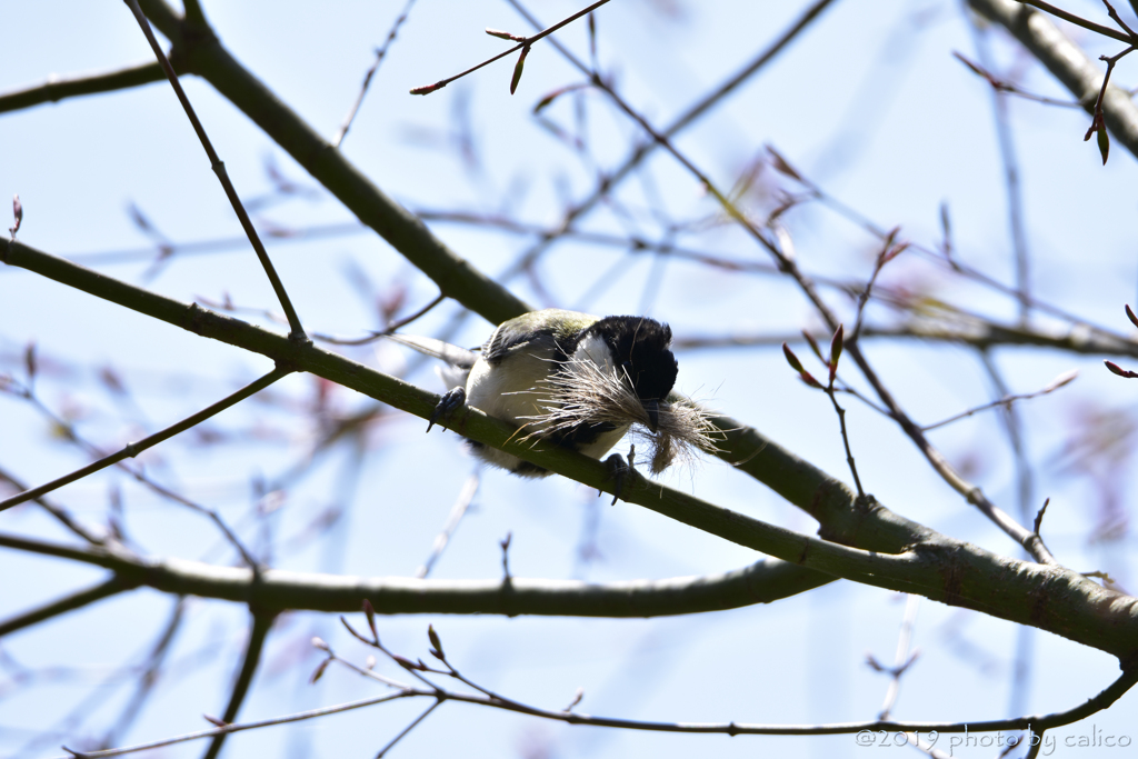 カモシカの贈り物