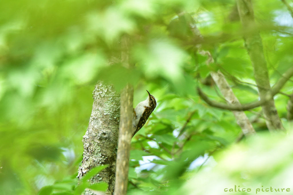 緑の屋根に護られて Ⅳ