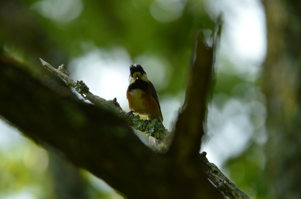 愛嬌のあるヤマガラ