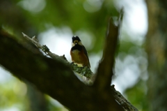 愛嬌のあるヤマガラ