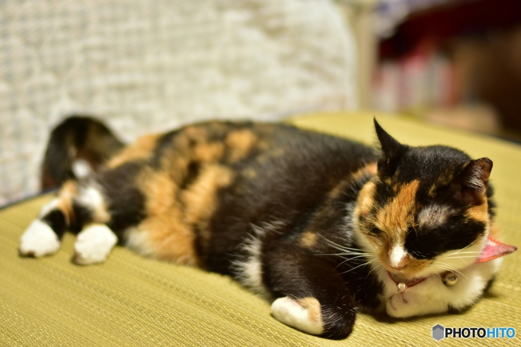 私の部屋の番猫ミーコ