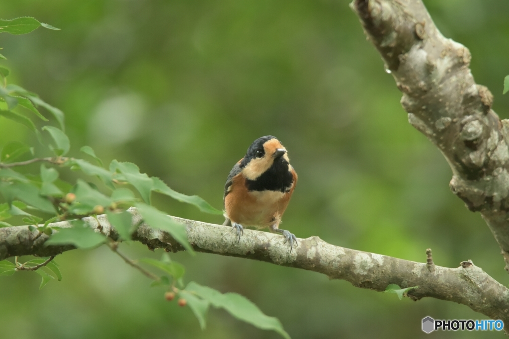 今日のモデルもヤマガラくん
