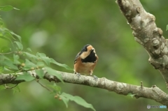 今日のモデルもヤマガラくん