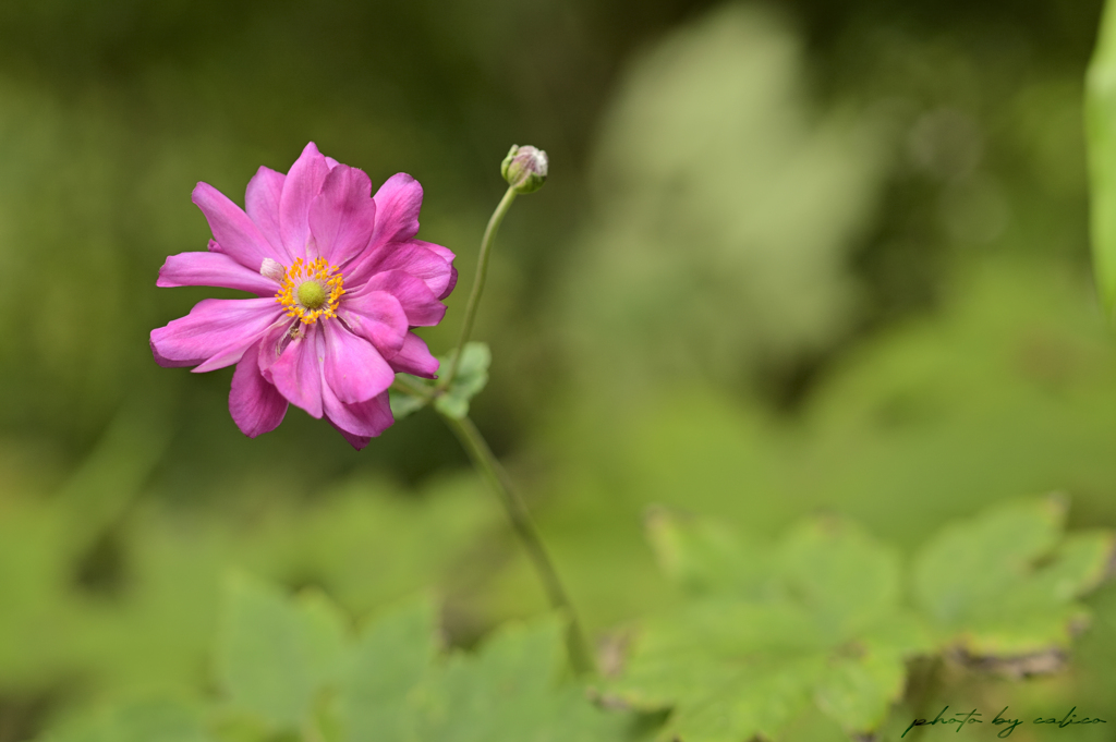 菊のような花