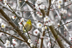 春寒の候