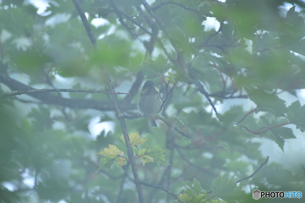 山霧に包まれる日雀
