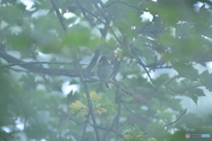 山霧に包まれる日雀