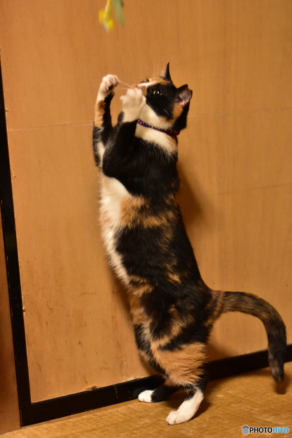 猫背じゃないニャ！