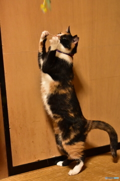 猫背じゃないニャ！