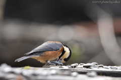 ここで食べてしまおう
