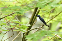 夏鳥 ～暗青色～