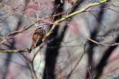 深山の冬 Ⅳ 深山の冬 Ⅳ
