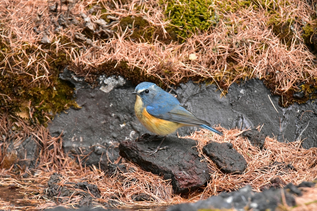 青い鳥まで