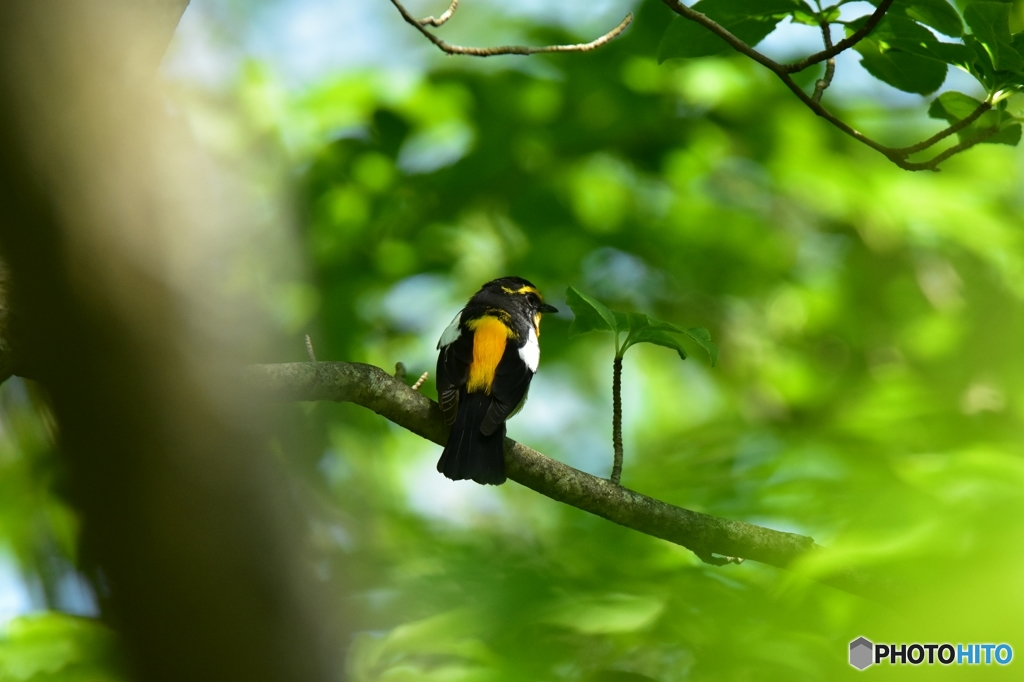 木の芽と背比べ