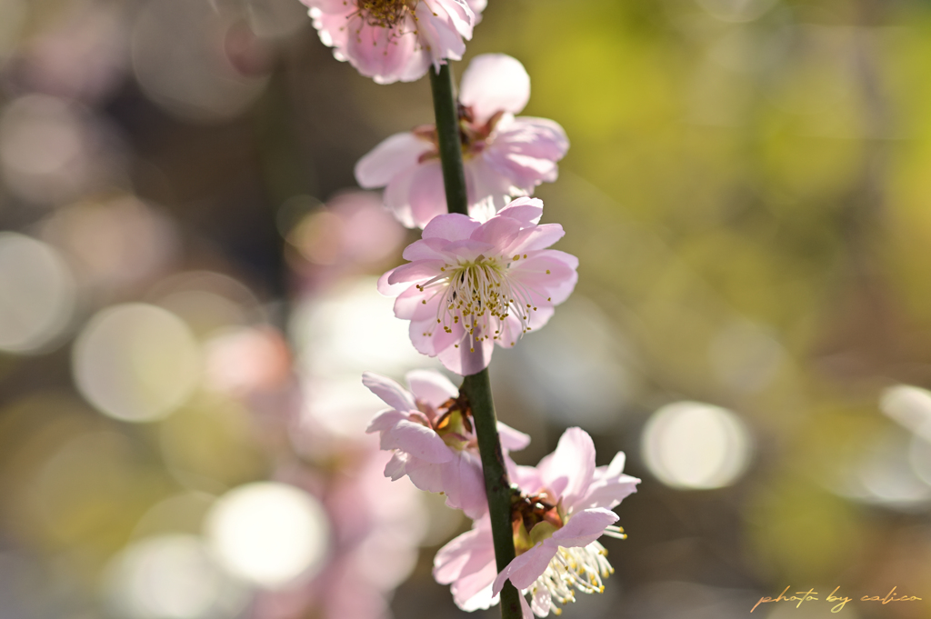 花月の光