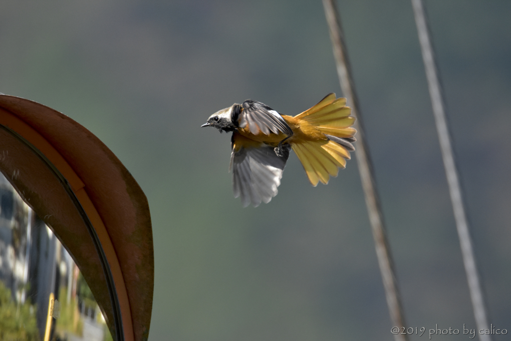 気に入らない Ⅲ