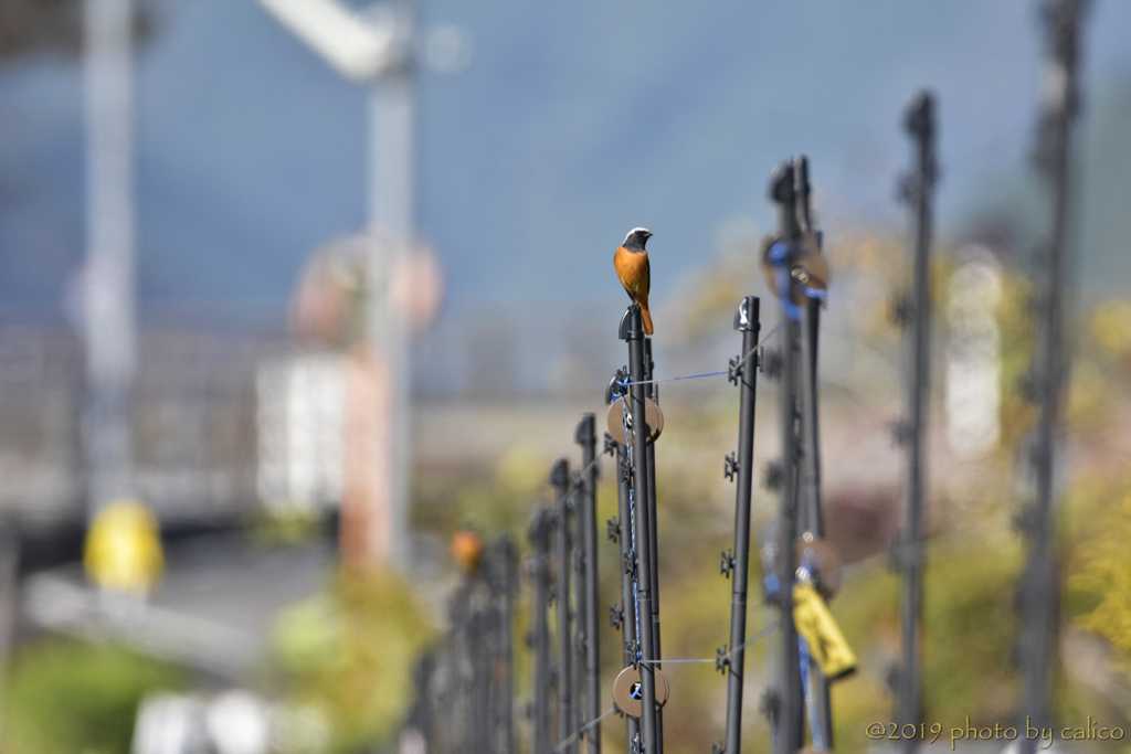 あっちも こっちも