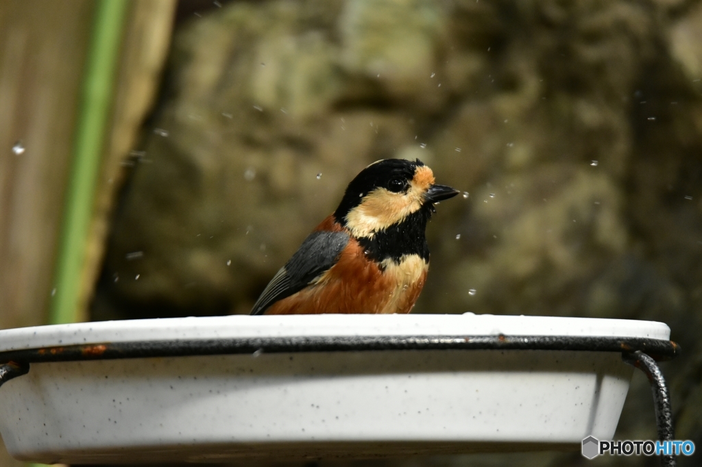 水浴びしたよ！