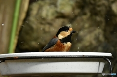 水浴びしたよ！