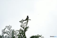 誰もいないの~? 誰もいないの~?