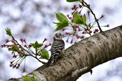 桜の花は散ってしまったね･･･ コゲラVer.