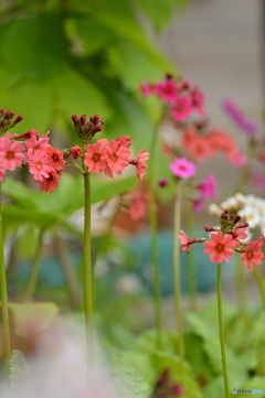 お花畑始まる