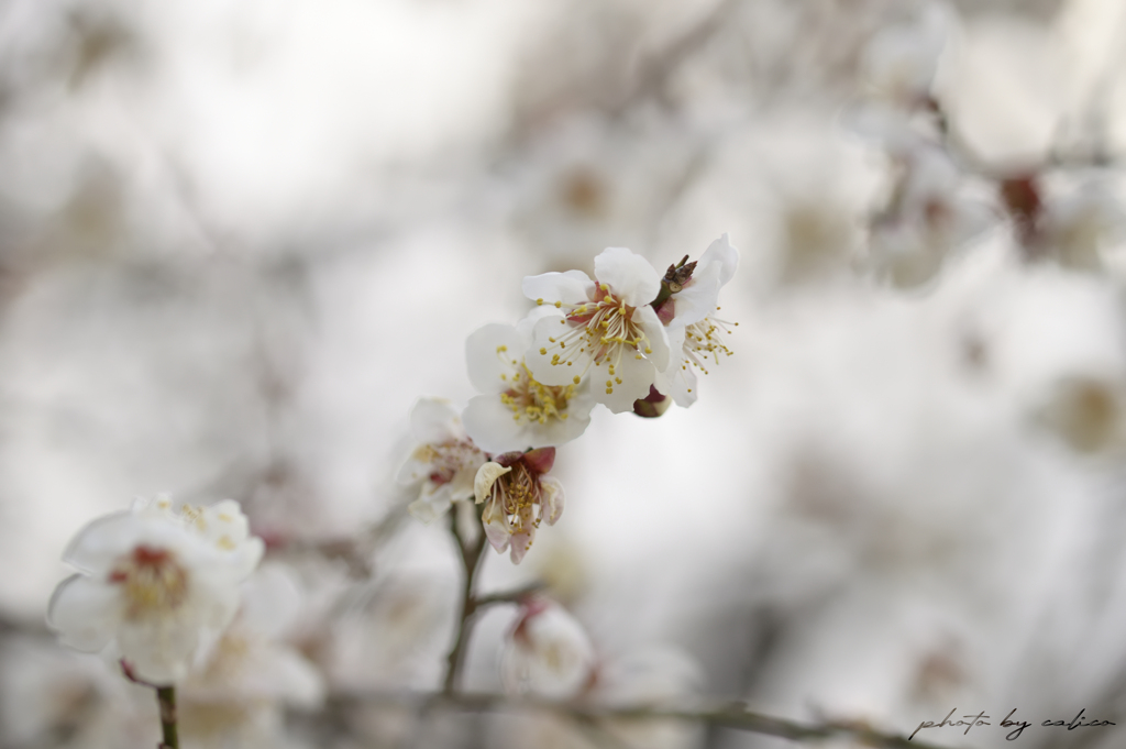 花曇りの土曜