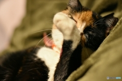 眩しいニャ〜