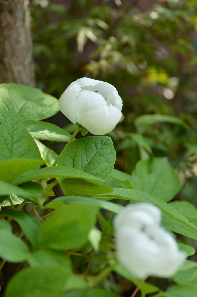 山芍薬美人