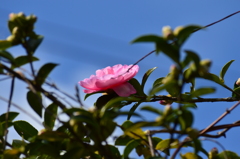 上を向いて