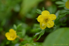 五月雨に咲く花 Ⅳ