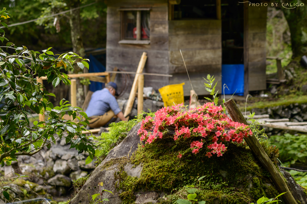 花のある場所