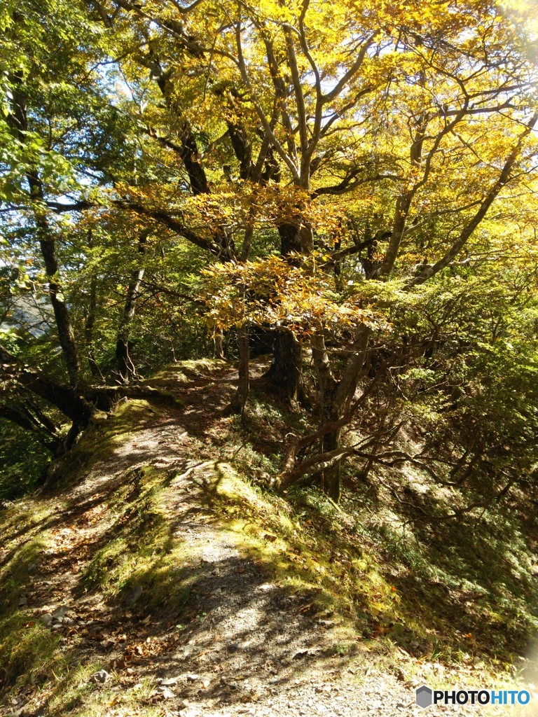 八紘嶺の尾根