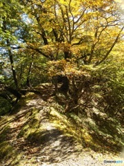 八紘嶺の尾根