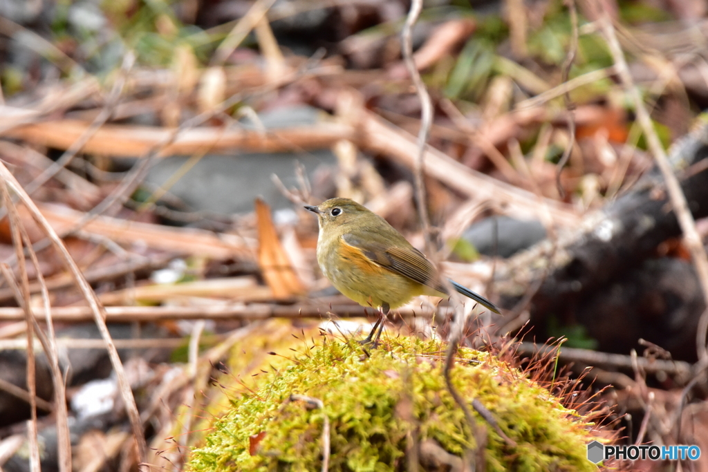 私とルリビタキとの距離 Ⅰ