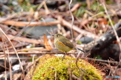 私とルリビタキとの距離 Ⅰ