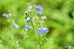 北岳に咲く花 〜ミヤマハナシノブ〜