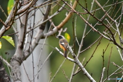 ジョウビタキがやって来た! ① ジョウビタキがやって来た! ①