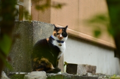 まだ帰らないニャ