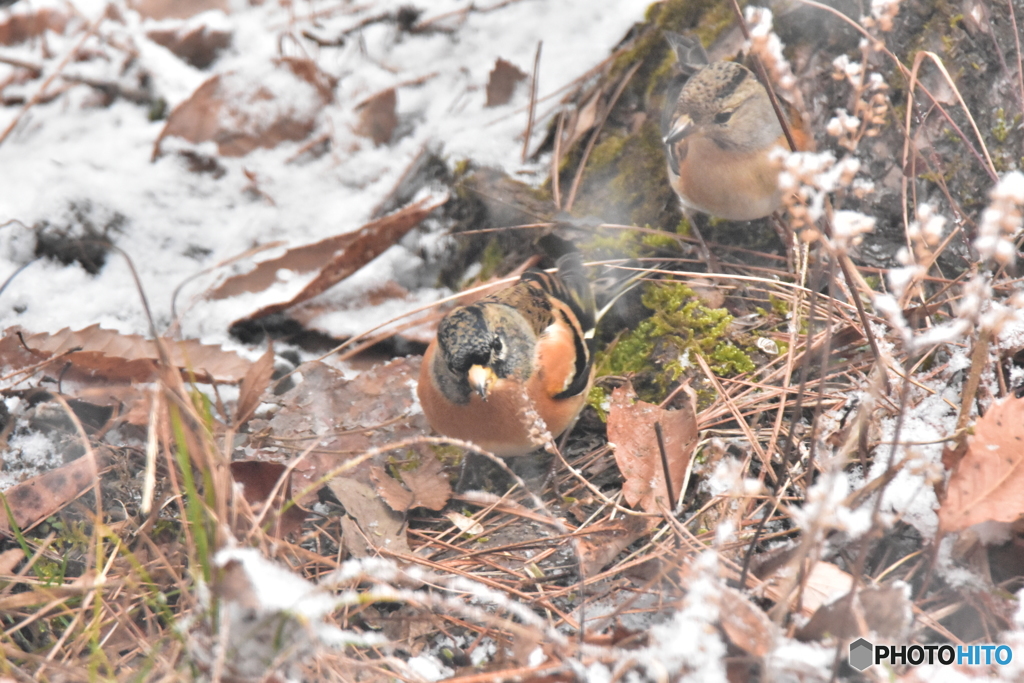 いただいてます