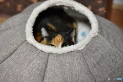 覗き見禁止ニャ