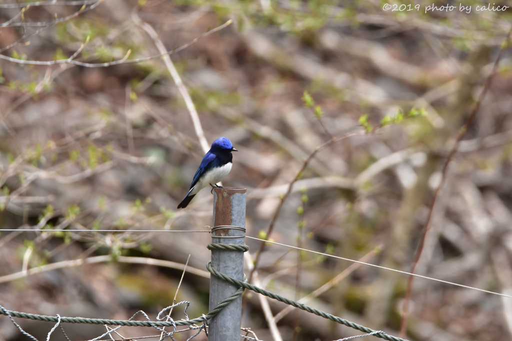 オオルリも気になる