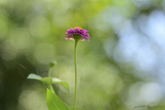 蜘蛛の糸
