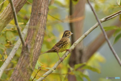 冬鳥がやって来た♪