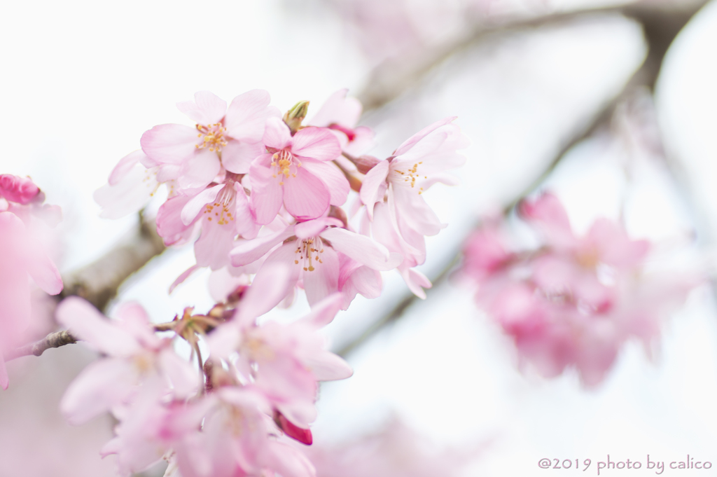 満開の枝垂れ桜