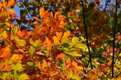 ライムグリーン