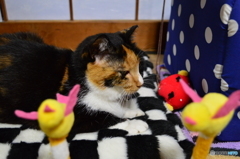…だから興味ないニャ