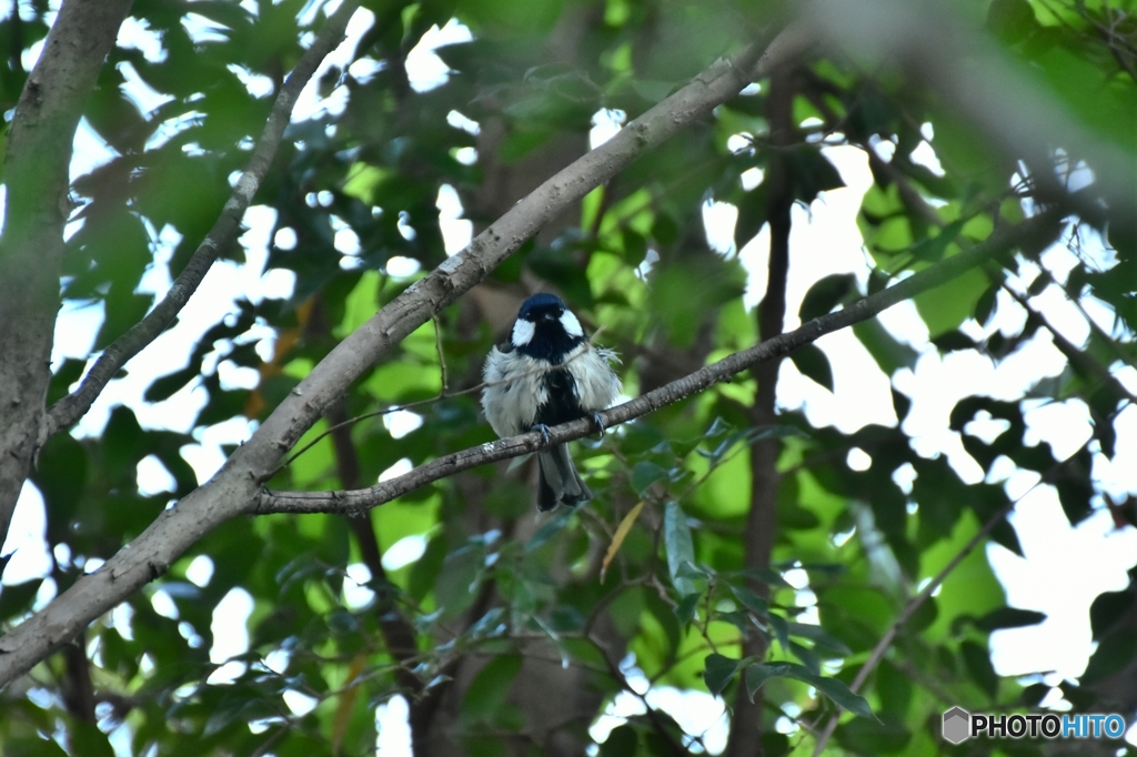 よっこいしょっと