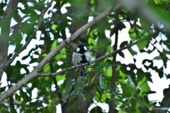 よっこいしょっと よっこいしょっと