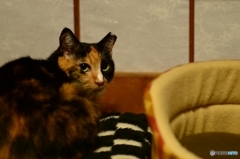 ここに穴を開けたんだけどニャ～？